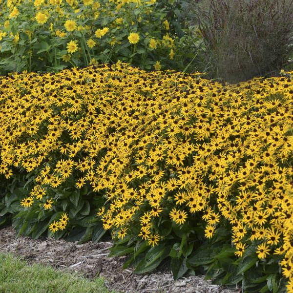 RUDBECKIA fulgida ‘Little Goldstar’