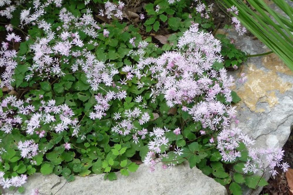 THALICTRUM kiusianum Pigamon japonais