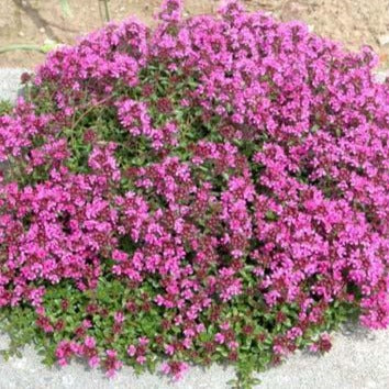 THYMUS serpyllum ‘Coccineus’