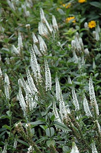 VERONICA longifolia ‘First Lady’