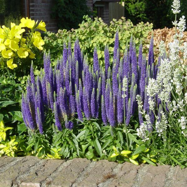 VERONICA spicata ‘Royal Candles’