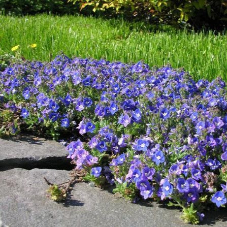 VERONICA ‘Whitleyi’