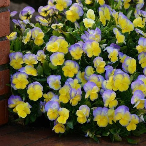 VIOLA ‘Halo Lemon Frost’