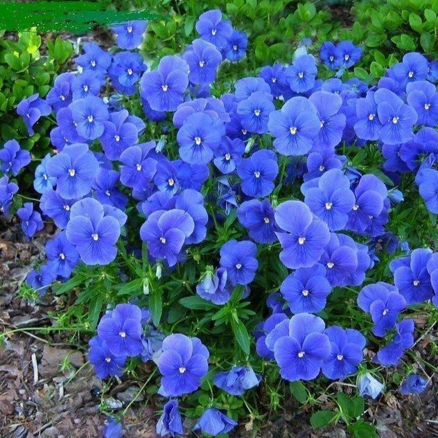 VIOLA ‘Perfection Blue’