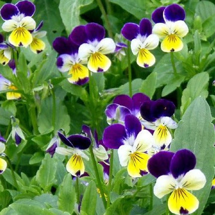 VIOLA tricolor Pensée sauvage