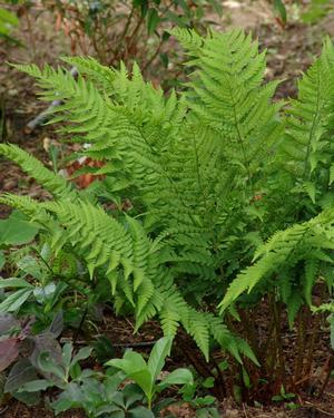 DRYOPTERIS goldiana Dryopteride de goldie