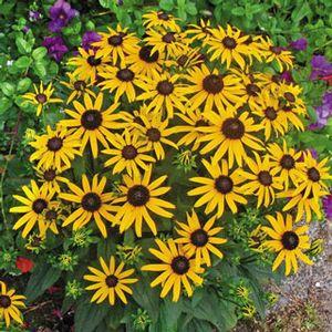 RUDBECKIA fulgida ‘City Garden’