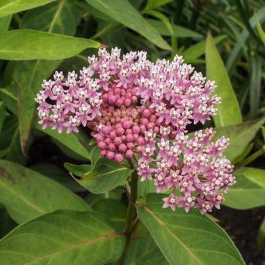 ASCLEPIAS incarnata ‘Cinderella’ (’Cendrillon’)