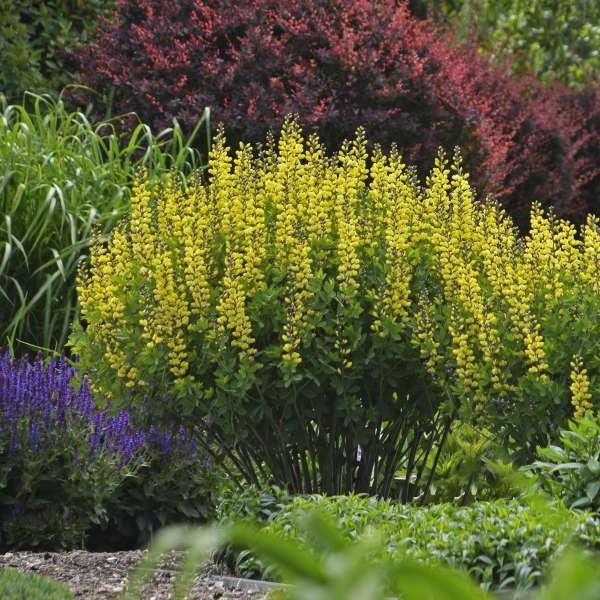 BAPTISIA ‘Lemon Meringue’