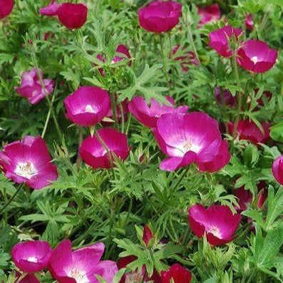 CALLIRHOE involucrata Mauve pavot (ang. WineCup)