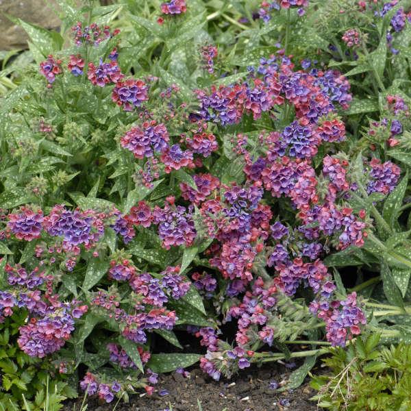 PULMONARIA ‘Raspberry Splash’