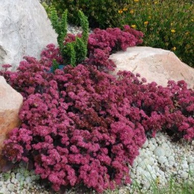 SEDUM Sunsparkler® ‘Plum Dazzled’