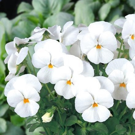 VIOLA ‘Blanche’