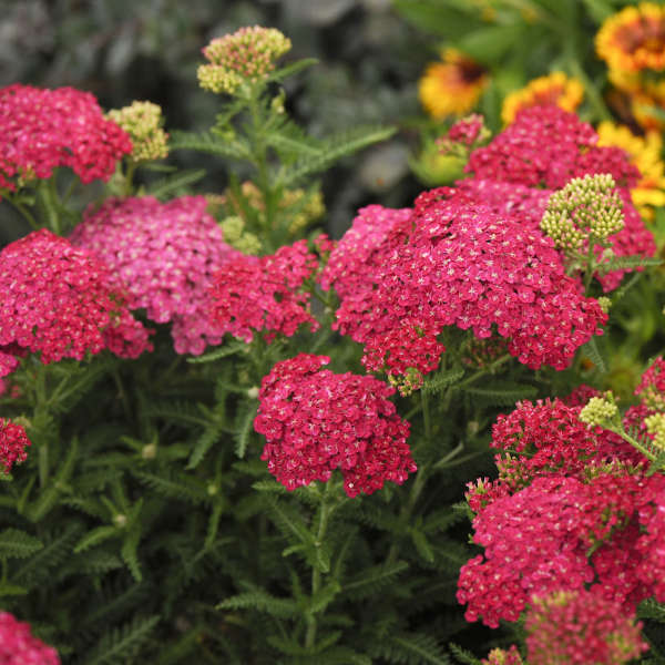 ACHILLEA millefolium ‘Saucy Seduction’