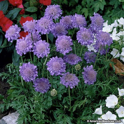 SCABIOSA columbaria ‘Butterfly Blue’