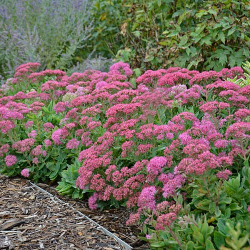 Sedum spectabile 'Brillant' ()