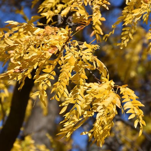 Févier ‘Shademaster’ – Canopée large et ombrage léger | Québec