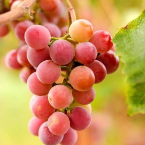 Vitis 'Somerset' (Vigne à raisins ‘Somerset’)