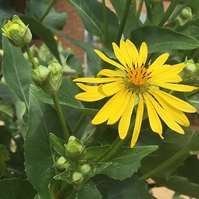 SILPHIUM perfoliatum