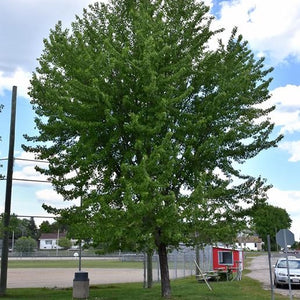Acer saccharinum (Érable argenté)