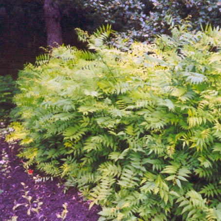 Sorbaria sorbifolia (Sorbier)