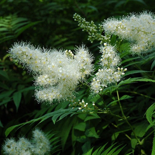 Sorbaria sorbifolia (Sorbier)