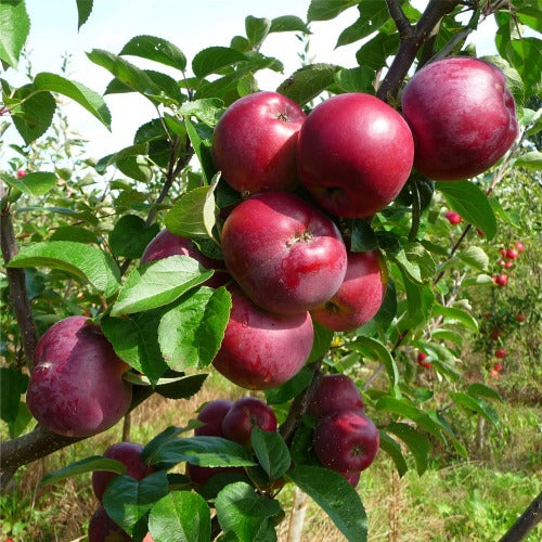 Malus domestica 'Spartan' (Pommier 'Spartan')