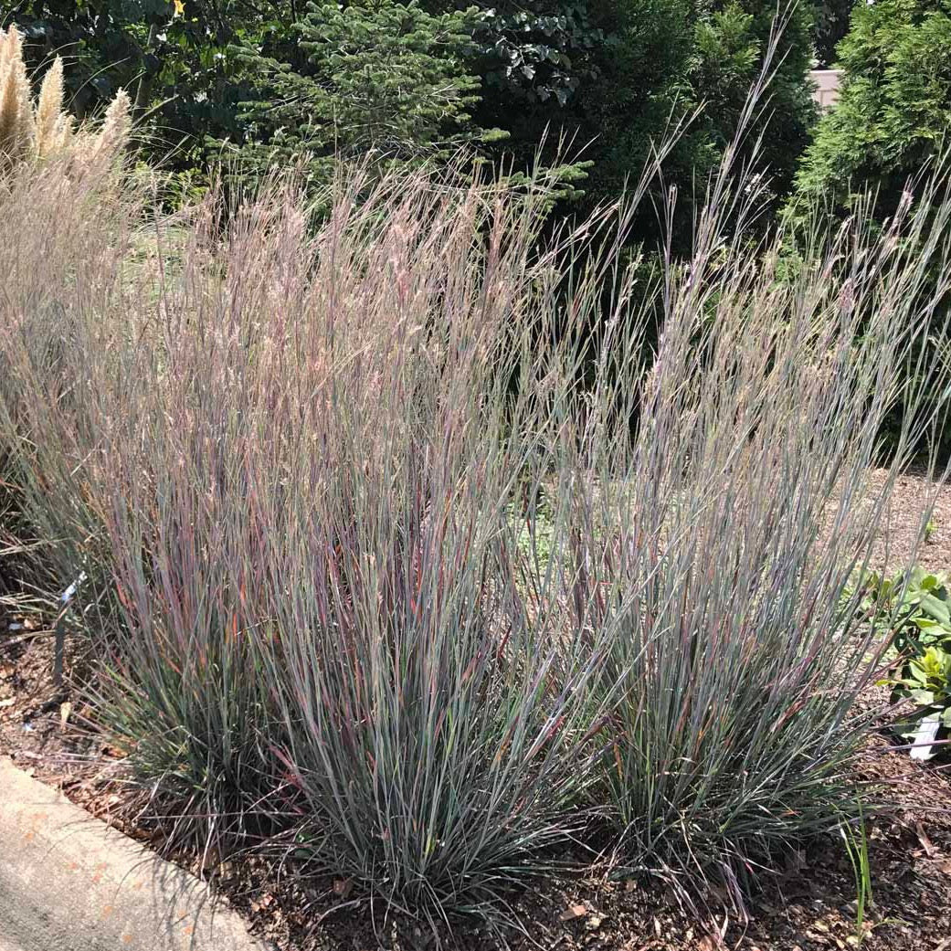 Schizachyrium scoparium 'Standing Ovation' (Barbon à balai 'Standing Ovation')