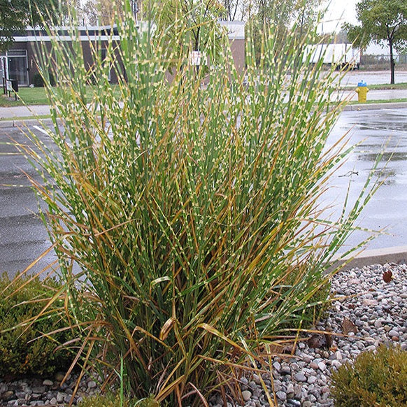 Miscanthus sinensis 'Strictus' (Roseau de Chine 'Strictus')