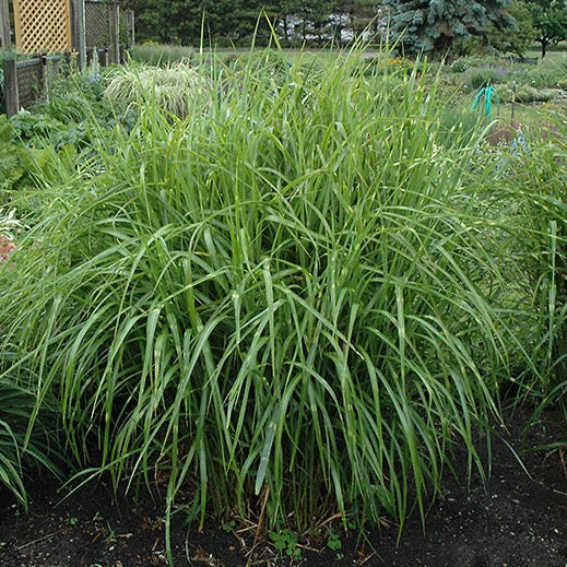 Miscanthus sinensis 'Strictus' (Roseau de Chine 'Strictus')