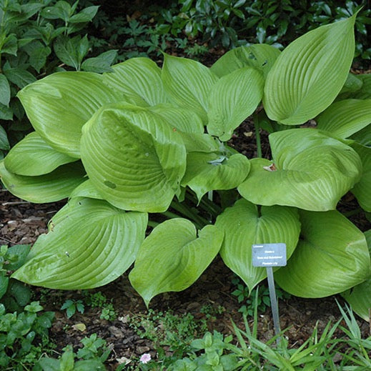 Hosta 'Sum And Substance' (Hosta 'Sum and Substance')