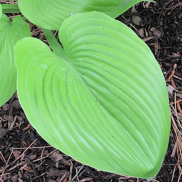 Hosta 'Sum And Substance' (Hosta 'Sum and Substance')