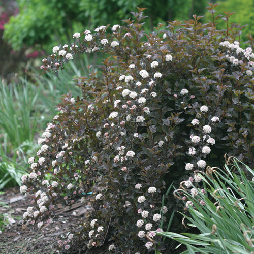 Physocarpus opulifolius 'Summer Wine' PW (Physocarpe opulifolius 'Summer Wine' PW)