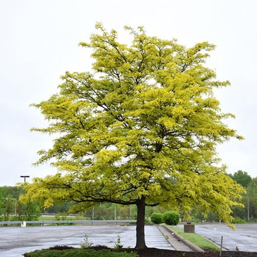 Gleditsia triacanthos 'Sunburst' (Févier d’Amérique sans épine 'Sunburst')