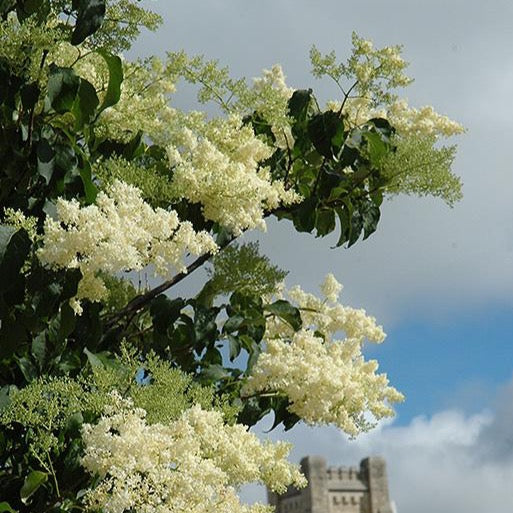 Syringa reticulata 'Ivory Silk' (Lilas du Japon ‘Ivory Silk’)