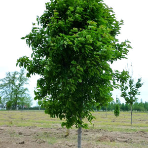 Acer tataricum (Érable de Tartarie)