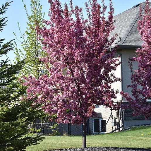 Malus 'Thunderchild' (Pommetier 'Thunderchild')