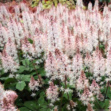 TIARELLA cordifolia ‘Spring Symphonie’ – Les Arbres de la Vallée
