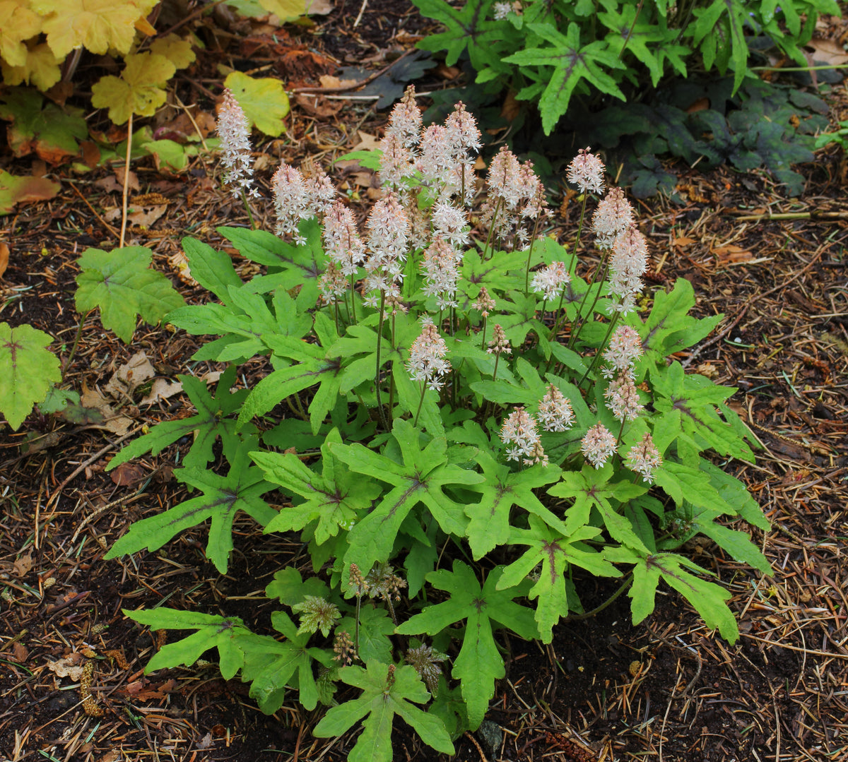 TIARELLA ‘Ninja’ – Les Arbres de la Vallée