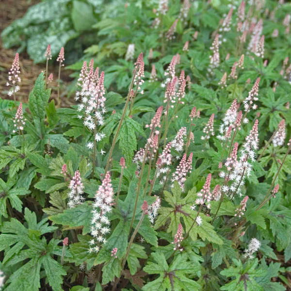 TIARELLA ‘Pink Skyrocket’