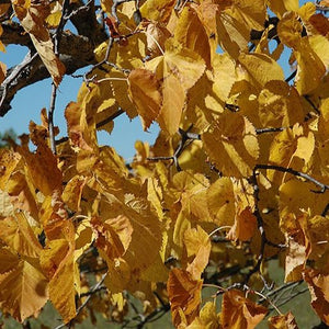 feuillage d'automne du tilleul d'amerique