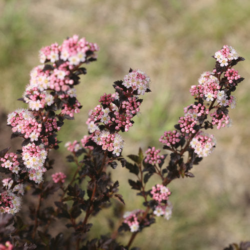 Physocarpus 'Tiny Wine' PW (Physocarpe ‘Tiny Wine’)