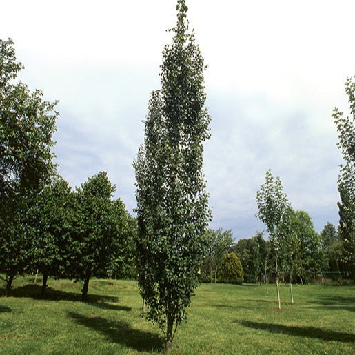 Peuplier tremble fastigié (Populus tremuloides 'Erecta')