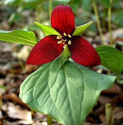 TRILLIUM erectum (Trille rouge)