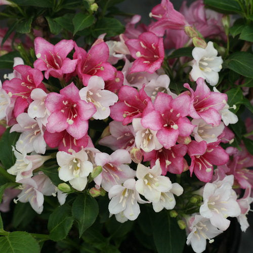 Weigela florida 'Czechmark Trilogy' PW (Weigela florida 'Czechmark Trilogy')