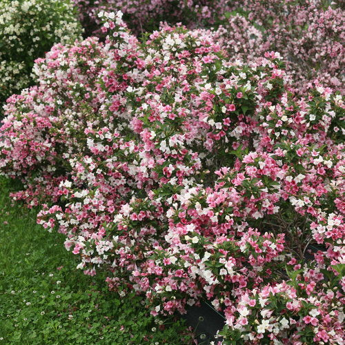 Weigela florida 'Czechmark Trilogy' PW (Weigela florida 'Czechmark Trilogy')