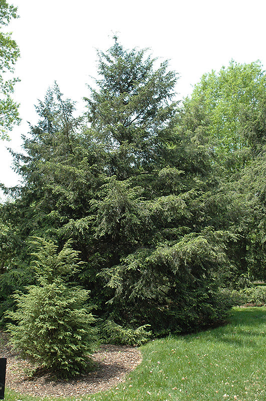 Tsuga canadensis (Pruche du Canada)