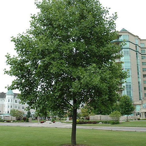 Liriodendron tulipifera (Tulipier de Virginie)