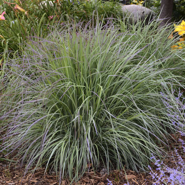 Schizachyrium scoparium 'Twilight Zone' (Barbon à balais 'Twilight Zone')