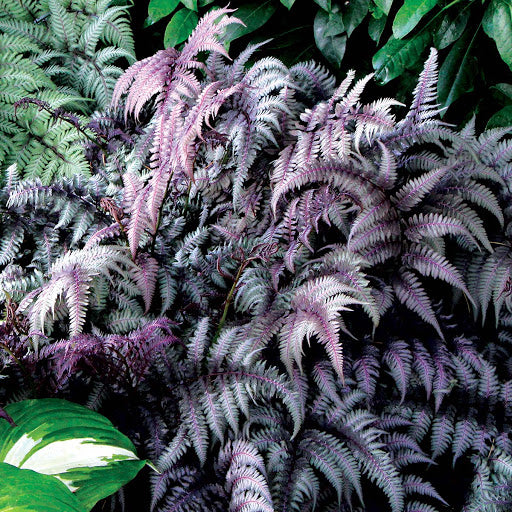 ATHYRIUM niponicum ‘Burgundy Lace’